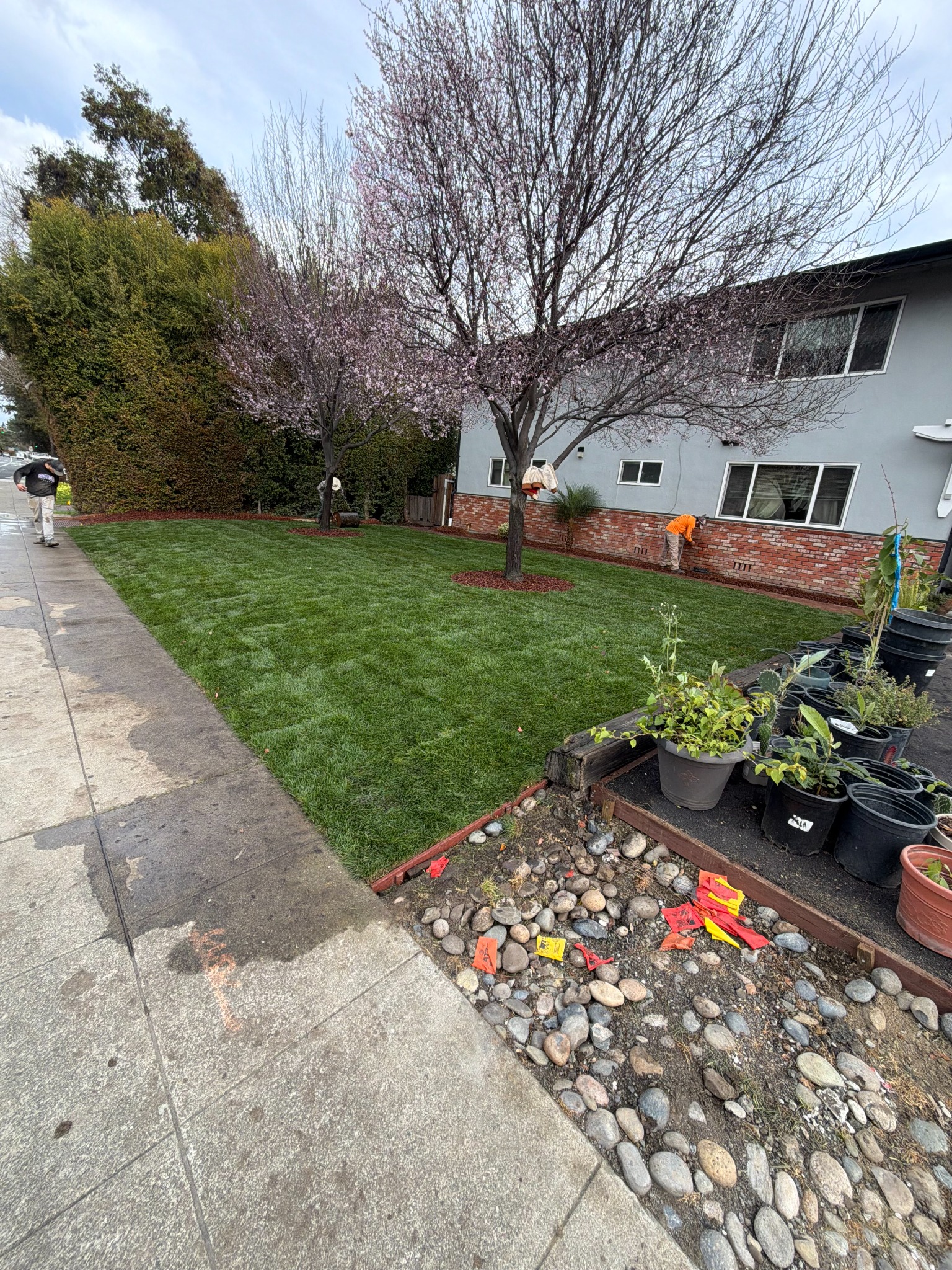 Madriz Gardening crew completing a lawn installation